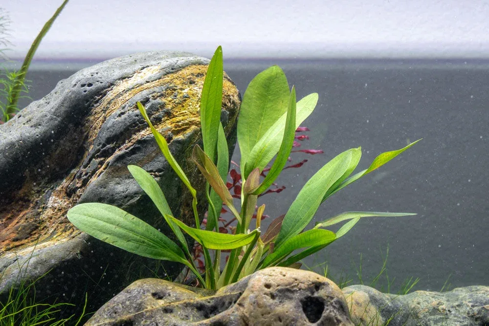 Echinodorus Red Rubin - Image 2