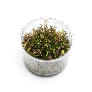 Rotala Macrandra Mini Butterfly UNS Tissue Culture