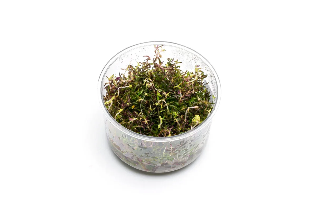Rotala Macrandra Mini Butterfly UNS Tissue Culture