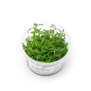 Limnophila Aromatica Aquatic Farmer Tissue Culture