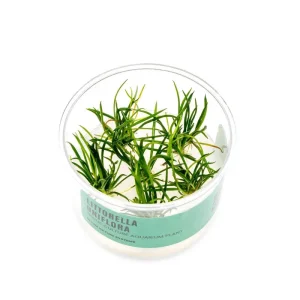 Littorella Uniflora UNS Tissue Culture