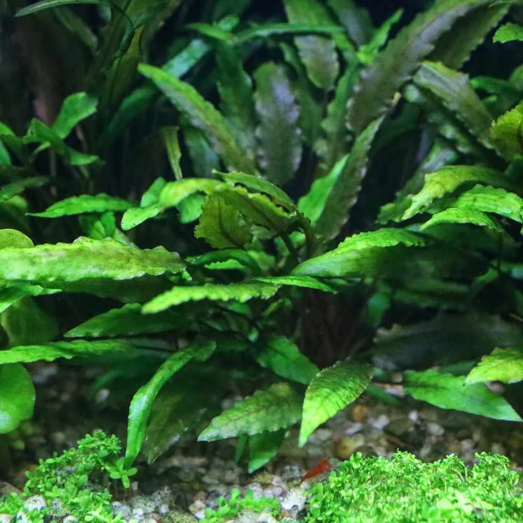 Cryptocoryne Wendtii Green - Image 2