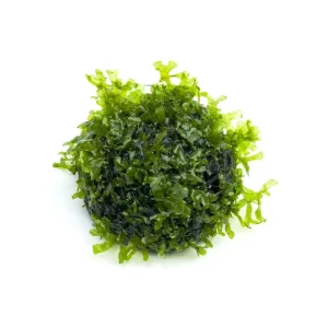 Subwassertang