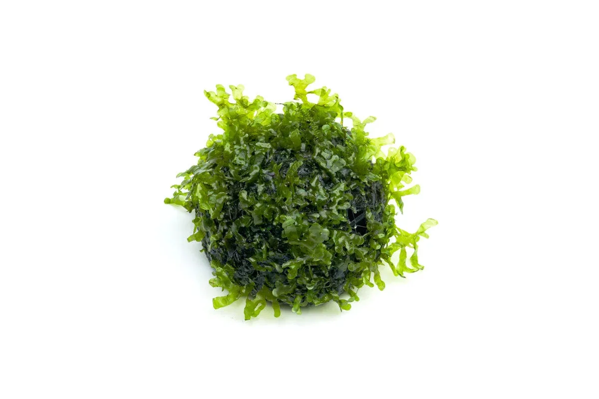 Subwassertang