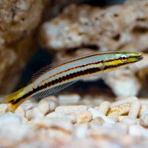 Pastel Ring Wrasse 3.25" WYSIWYG