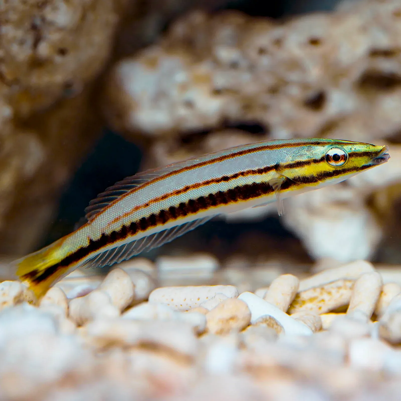 Pastel Ring Wrasse 3.25" WYSIWYG
