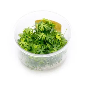 Ranunculus Inundatus UNS Tissue Culture
