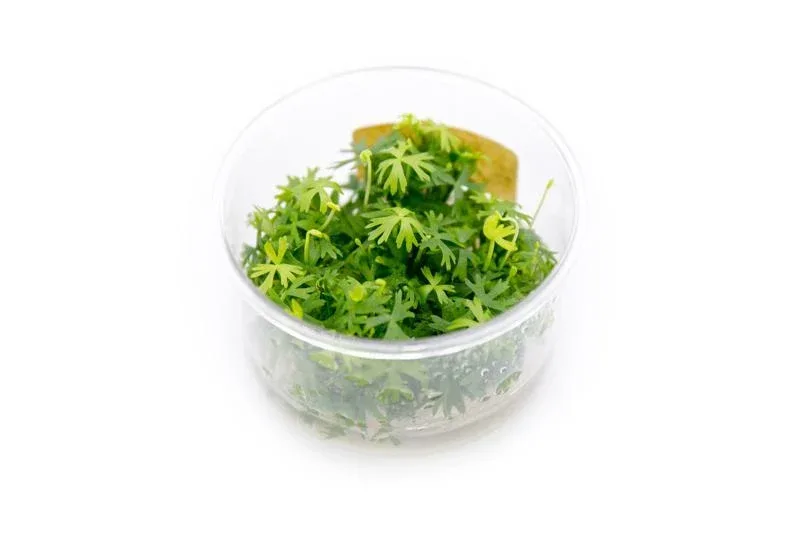 Ranunculus Inundatus UNS Tissue Culture