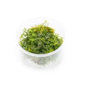Proserpinaca Palustris UNS Tissue Culture