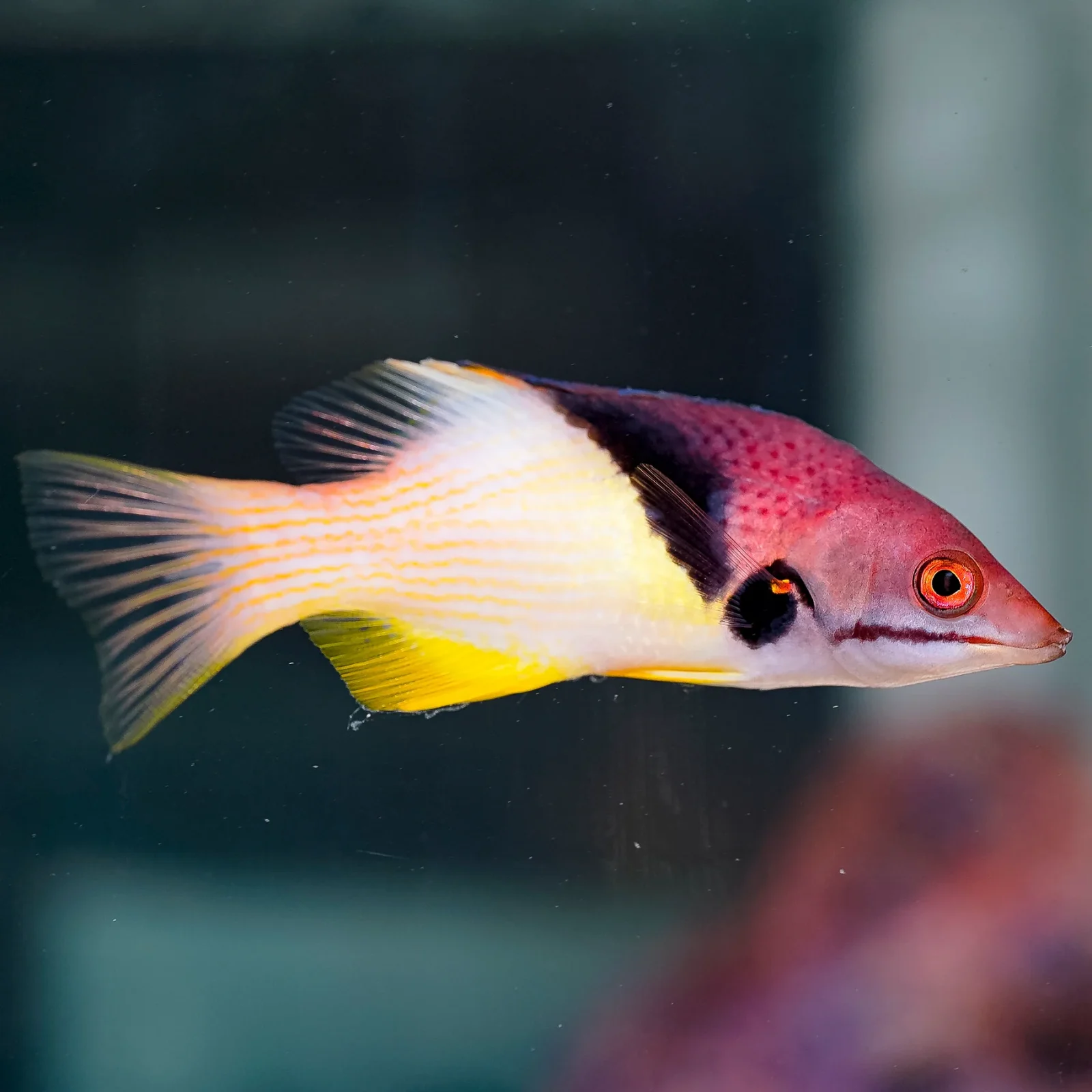 Coral Hogfish 3.5" WYSIWYG