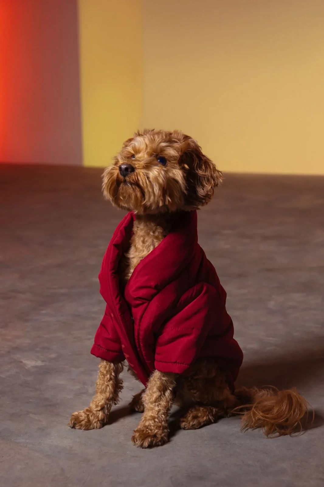 Wrap Puffer Jacket - Image 2