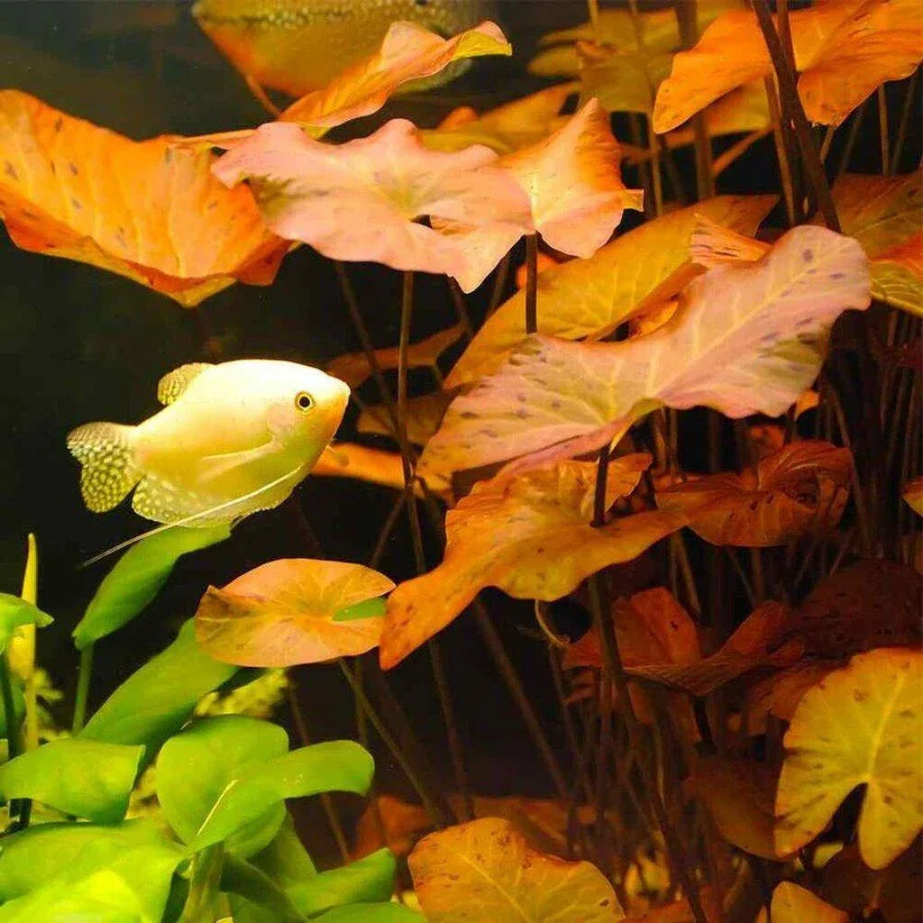 Red Dwarf Aquarium Lily Bulb - Image 2