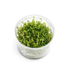 Rotala Sp. Pearl UNS Tissue Culture