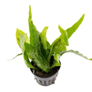 Java Fern