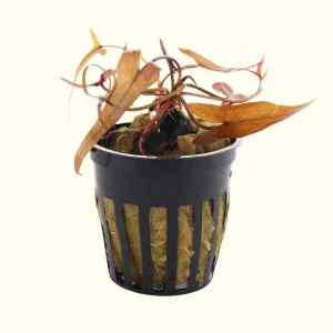 Red Dwarf Aquarium Lily Bulb