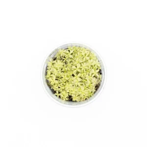 Rotala Rotundifolia PLATINUM Aquatic Farmer Tissue Culture