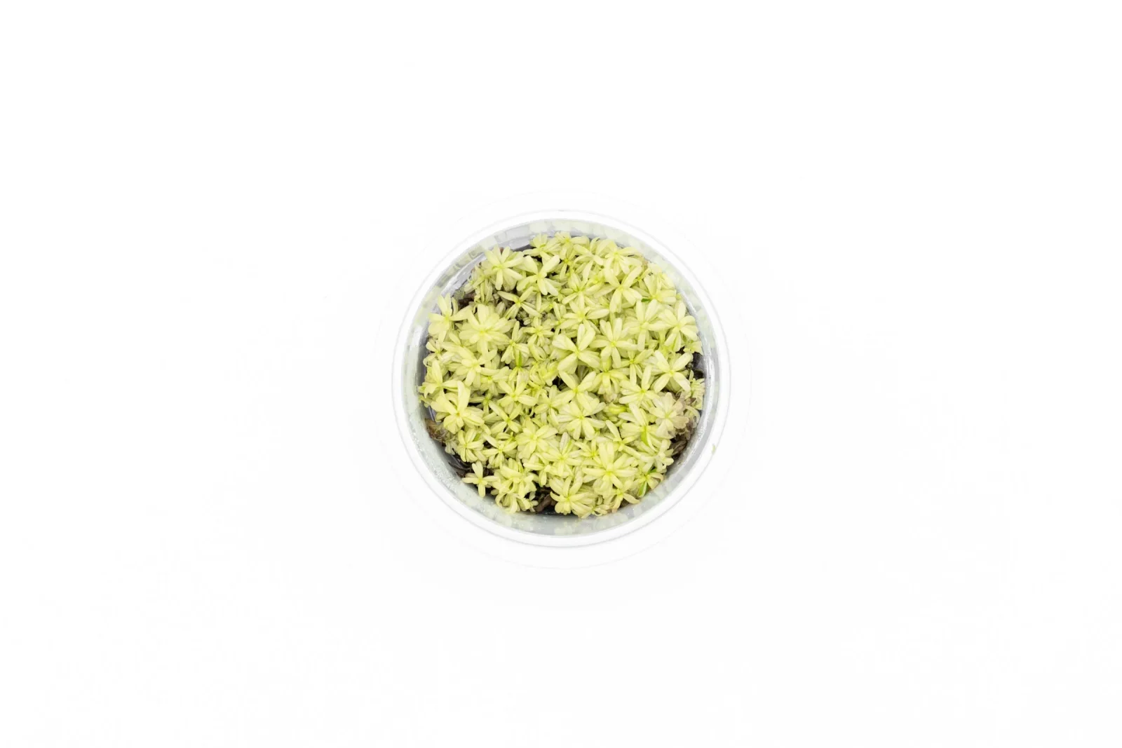 Rotala Rotundifolia PLATINUM Aquatic Farmer Tissue Culture