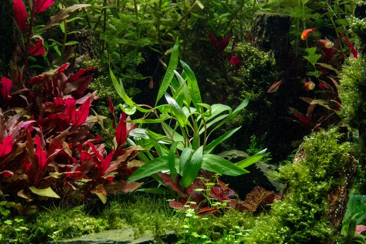 Hygrophila Angustifolia Rubra - Image 2