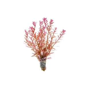 Rotala Manipurensis