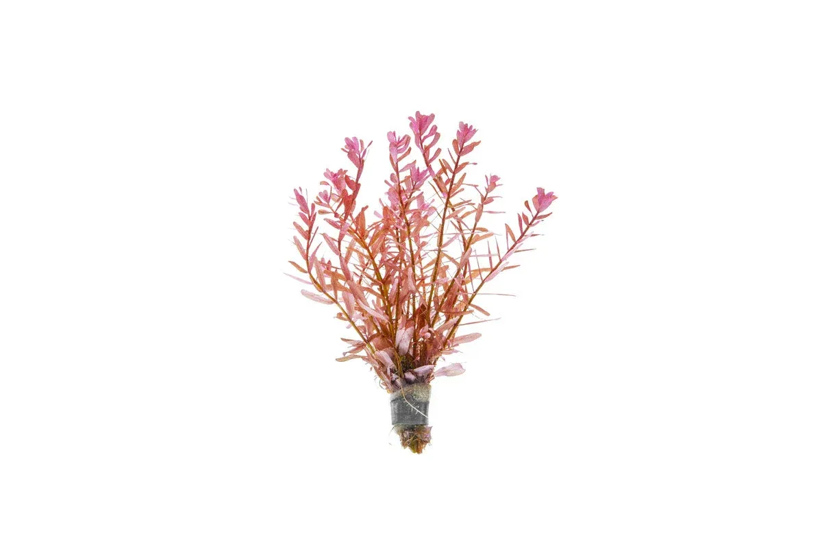 Rotala Manipurensis