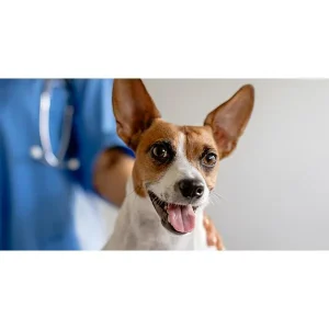 Clean Run To Neuter or Not to Neuter
