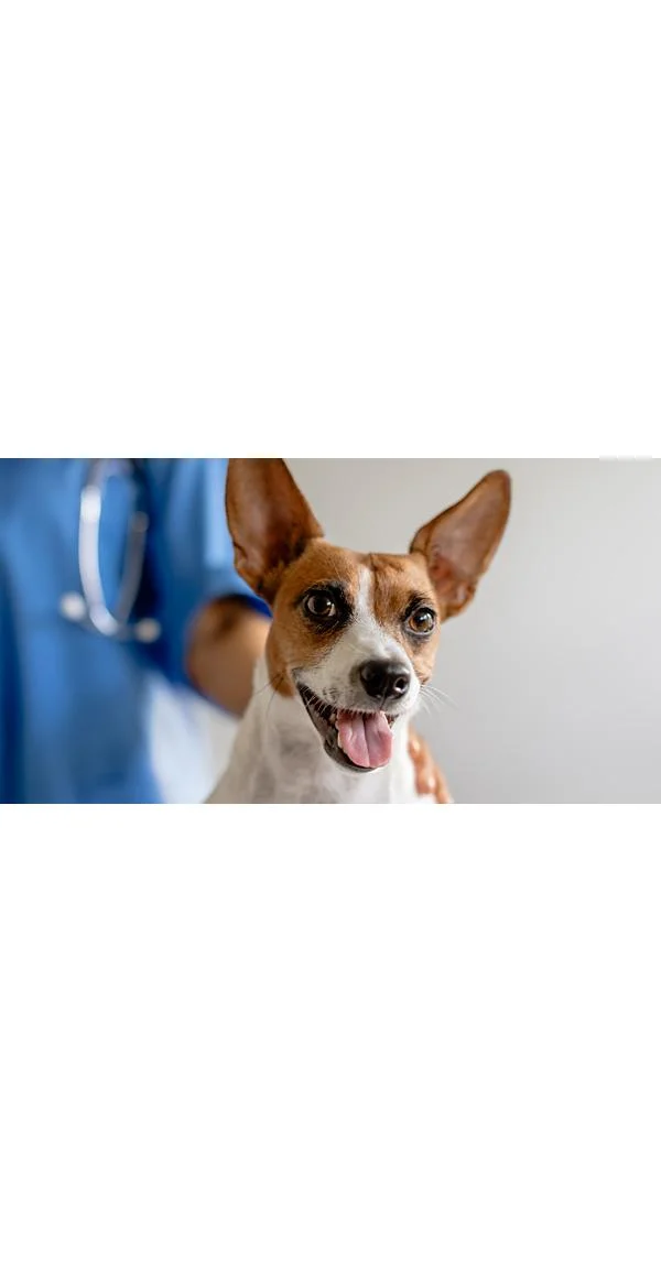Clean Run To Neuter or Not to Neuter
