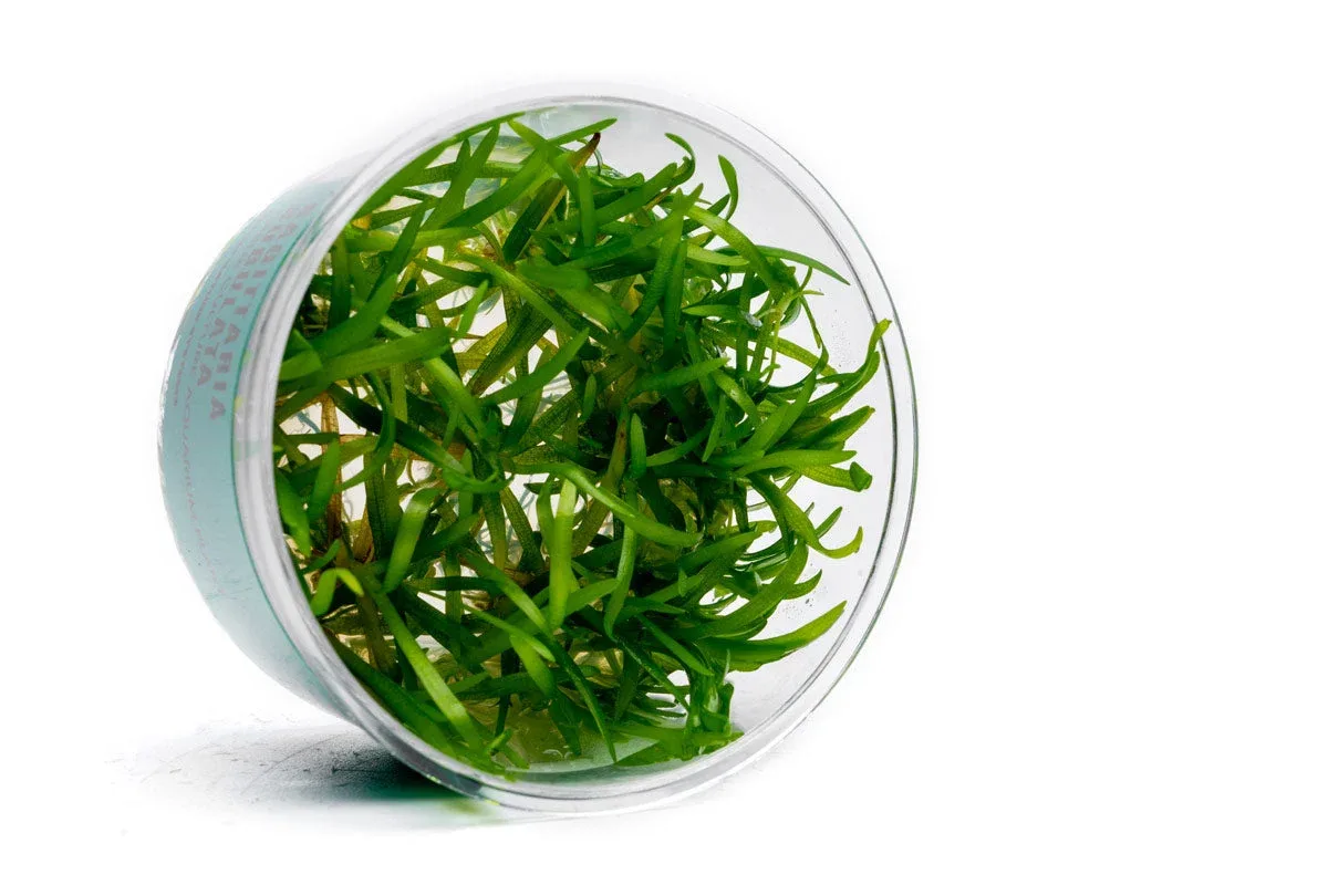Sagittaria Subulata UNS Tissue Culture - Image 2