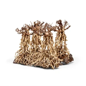 UNS Bonsai 003