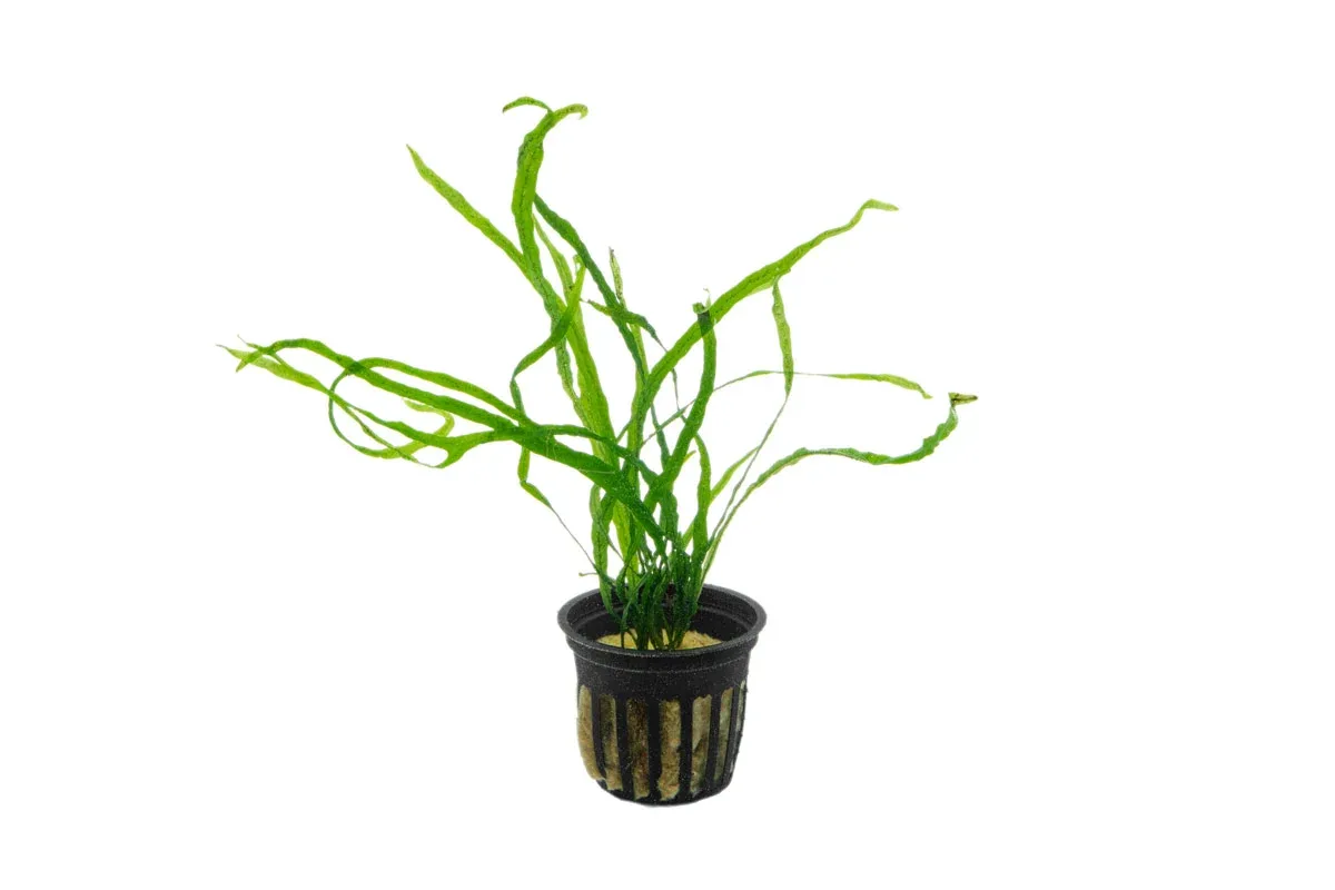 Java Fern Needle Leaf