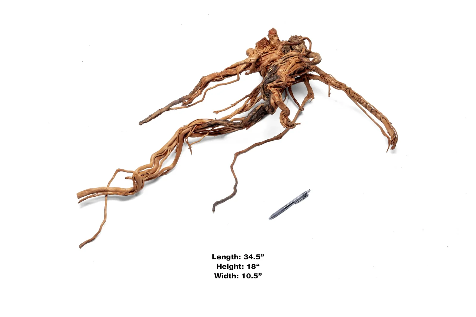 Ancient Wood Showpiece (AW06) - Image 2