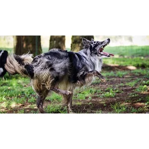 Clean Run Tricks for Dog Sports