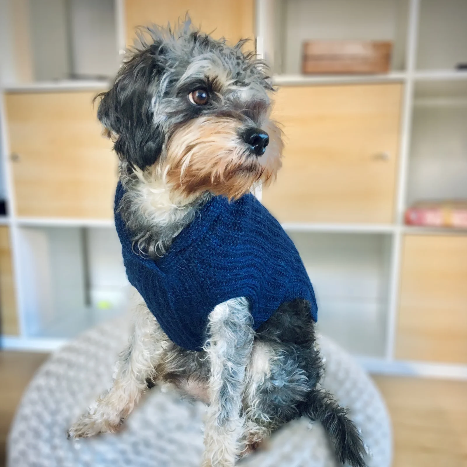 Champ Shawl Collar Sweater - Navy