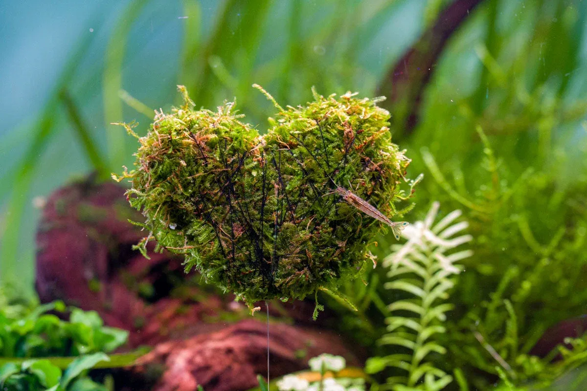 Heart Shaped Christmas Moss Wreath - Image 2