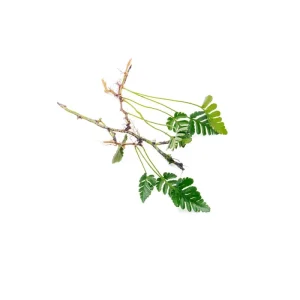 Davallia Repens