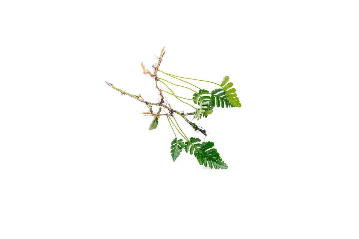 Davallia Repens