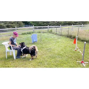 Clean Run Control Unleashed® - Practical Ideas for Managing Arousal or Reactivity around Agility