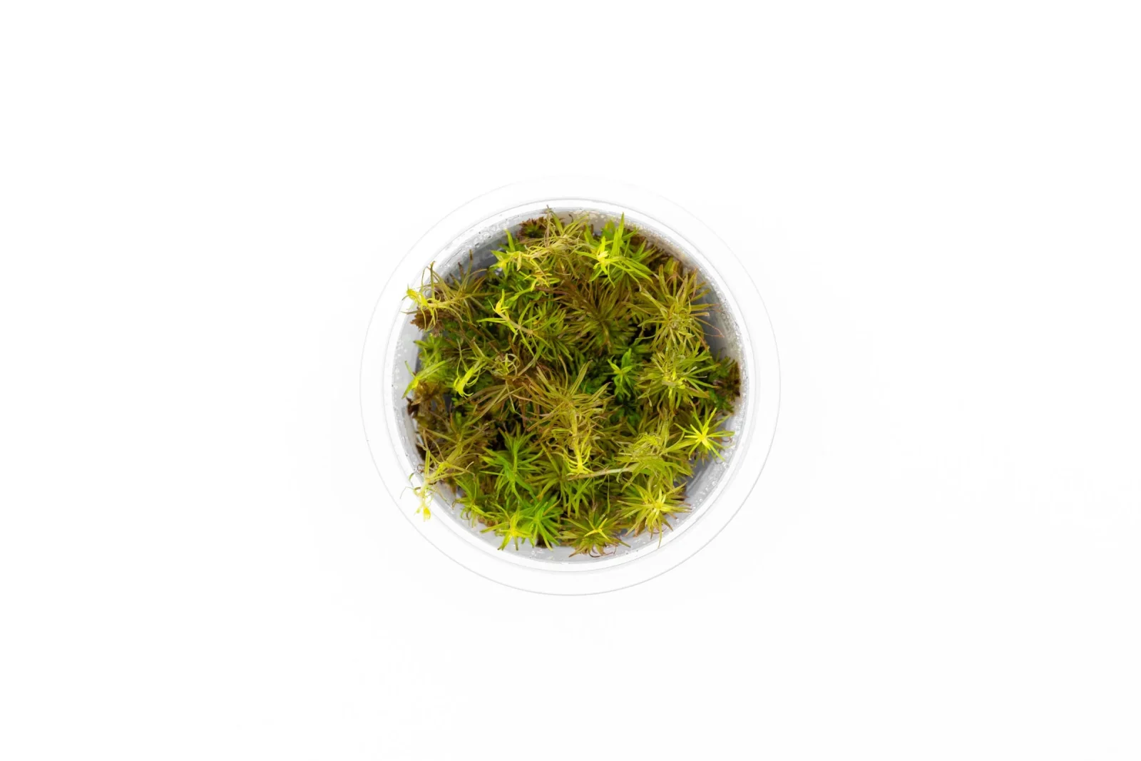 Rotala Wallichii Aquatic Farmer Tissue Culture - Image 2