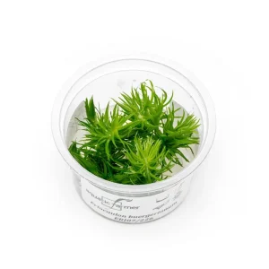 Eriocaulon Buergerianum Aquatic Farmer Tissue Culture