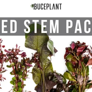 Red Stem Plant Pack
