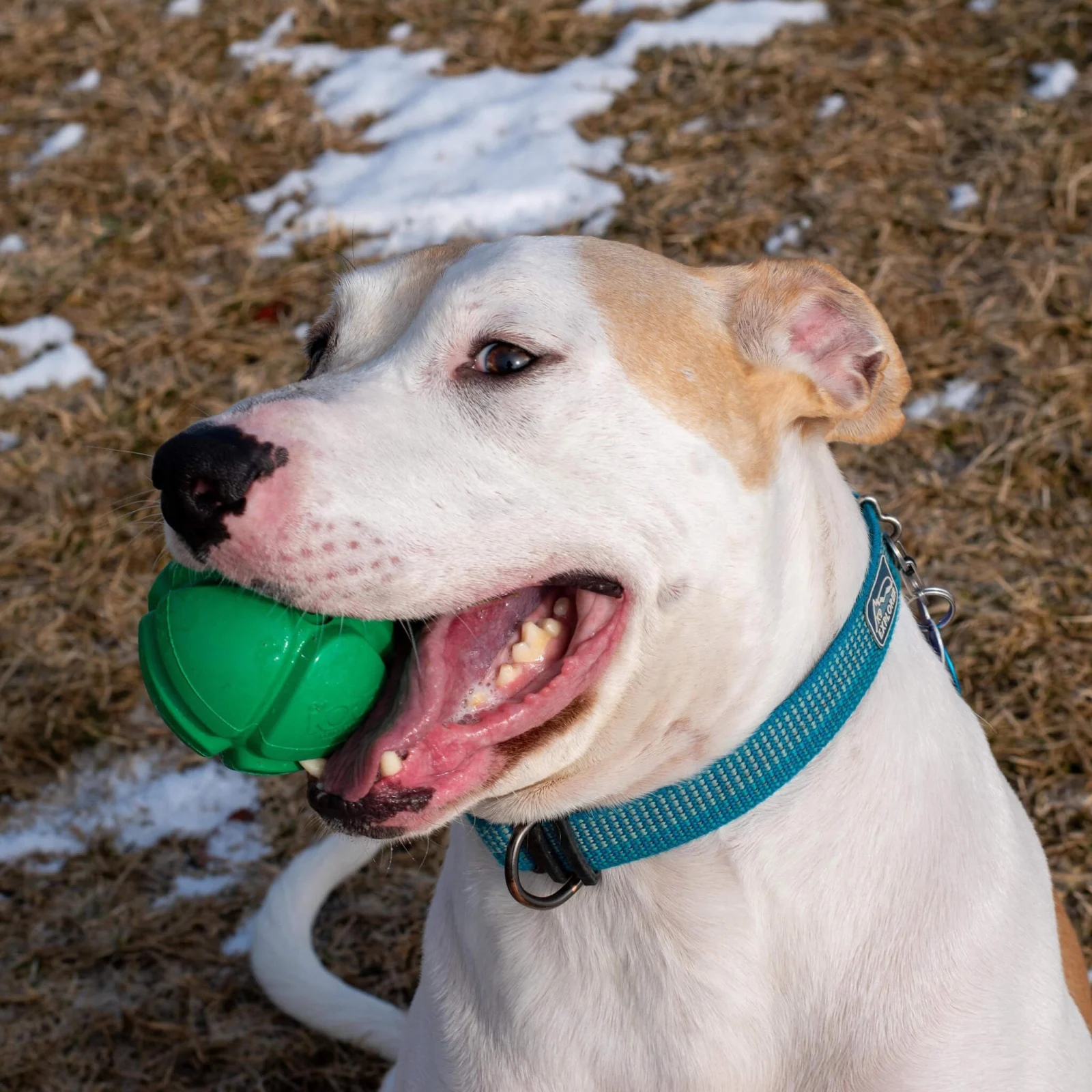 PetKORE FloTek Rubber Ball Dog Toy - Image 2