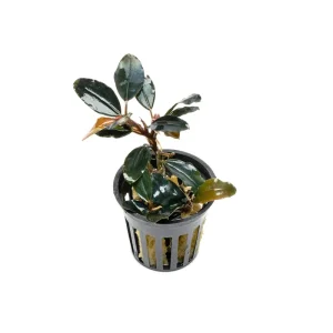 Bucephalandra Dark Sky