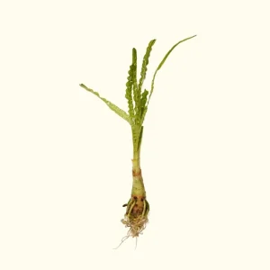 Crinum Calamistratum
