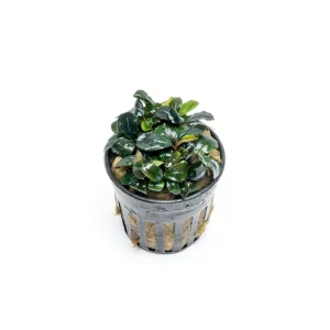 Bucephalandra Pandora Queen
