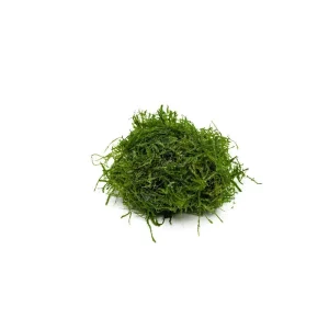 Peacock Moss