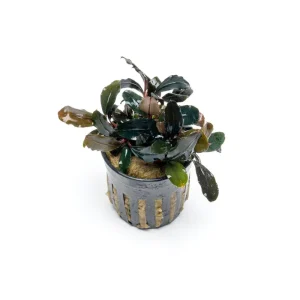 Bucephalandra Red Central