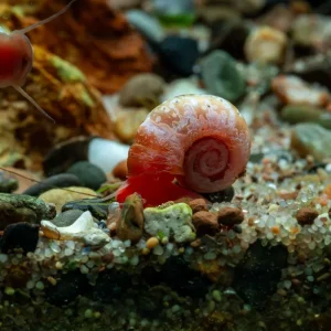 Ramshorn Snails