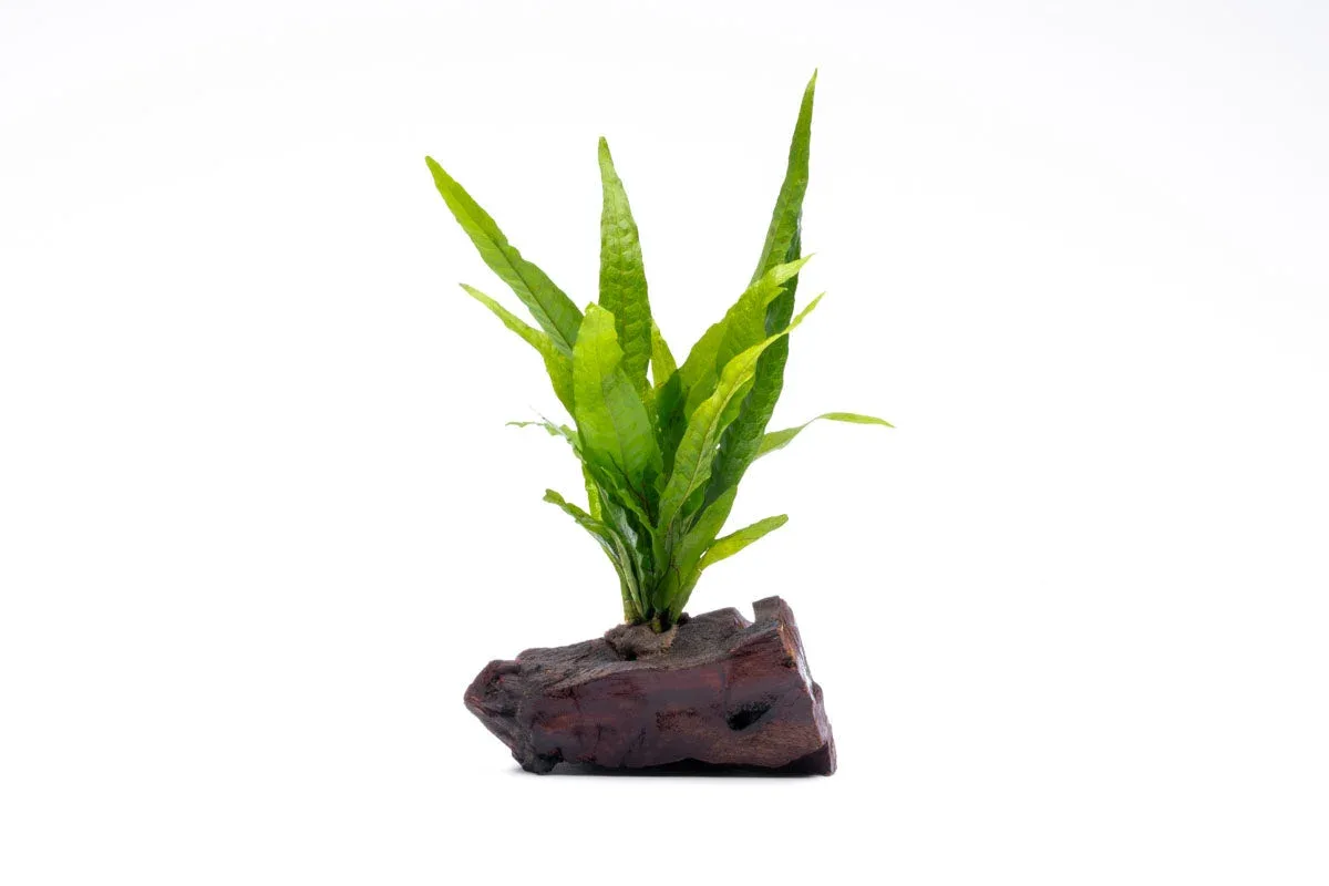 Java Fern on Driftwood - Image 2