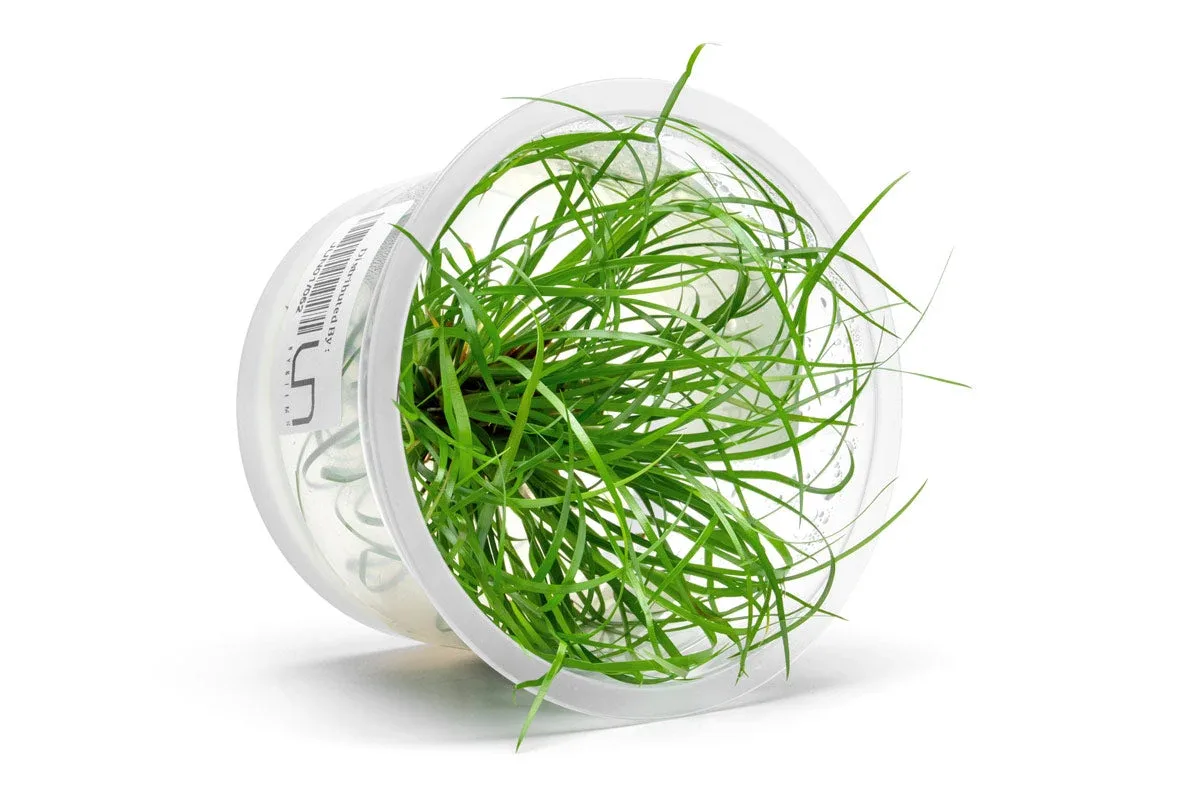 Juncus Repens Aquatic Farmer Tissue Culture - Image 2