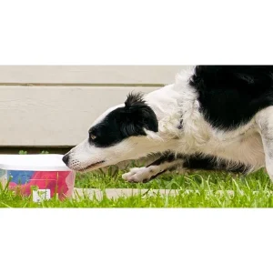 Clean Run Toy Rewards in Nose Work