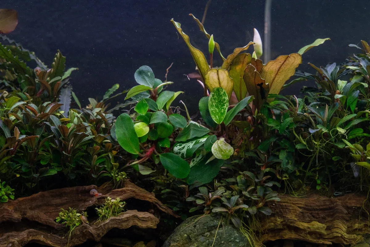 Bucephalandra White Jadite - Image 2